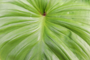 Bright green leaf background. Line leaf are cordate style.