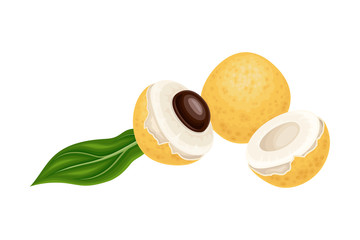 Longan Exotic Circular Fruit with Thin Leathery Peel and Translucent Flesh Vector Illustration