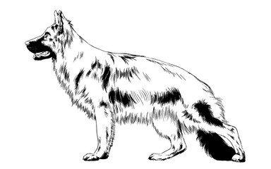 dog husky hand-drawn ink on white background sketch