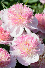 Obraz premium Several blooming pink peonies close-up