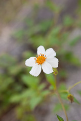 シロバナセンダングサの花