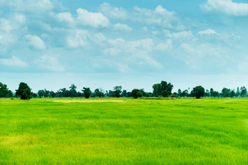 farm rice and clouds sky landscape
