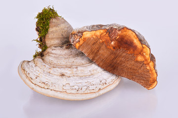 Fomes fomentarius is a mushroom, which grows at different trees, this one was picked up from a...