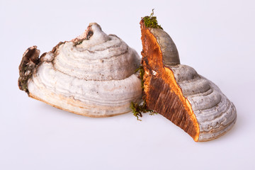 Fomes fomentarius is a mushroom, which grows at different trees, this one was picked up from a birch tree and is used in herbal medicine.  It is an edible fungus Woodsfailing isolated on white