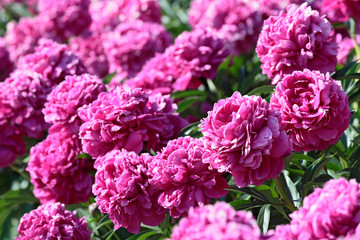 Several blooming raspberry peonies close-up