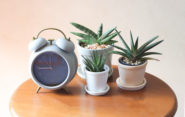 plant pots of Sansevieria and alarm clock on wooden table  on white background. gardening , home interior design concept.