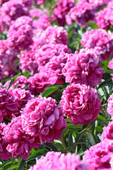 Several blooming raspberry peonies close-up