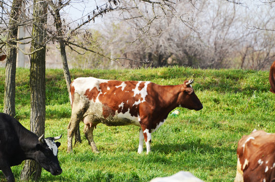 Herd of cows and bulls in the village,cattle photo