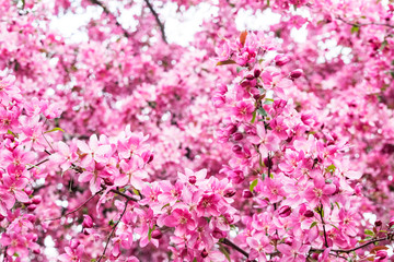 
Flowering tree buds