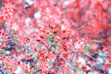 
Top flowering trees in spring