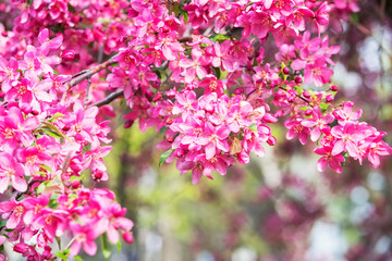 
Flowering tree buds