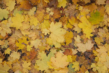 Naklejka na ściany i meble Acer platanoides fallen leaves