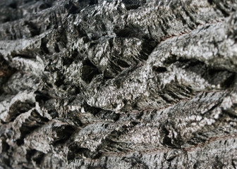 
Top flowering trees in spring