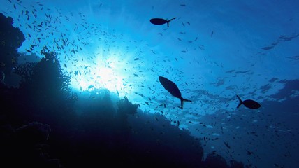 Life-giving sunlight underwater. Sun beams shinning underwater on the tropical coral reef. Ecosystem and environment conservatio