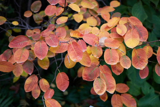 Amelanchier ovalis