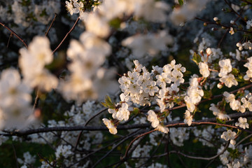 Kirschplantage