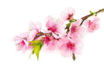 peach flowers isolated on white background. spring flowers.