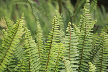 green fern leaves in the forest