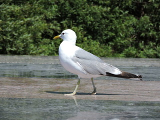seagull on a rock