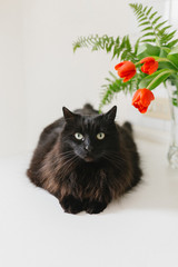 Black cat lies on a white table. Near a bouquet of tulips.