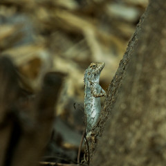 Chameleon on a tree