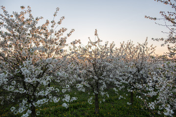 Kirschplantage