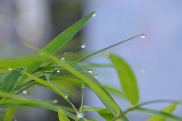 Green grass with dew drops