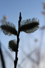 willow blossom