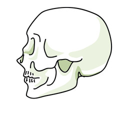 head x-ray skeleton skull side face anatomy person silhouette on white background