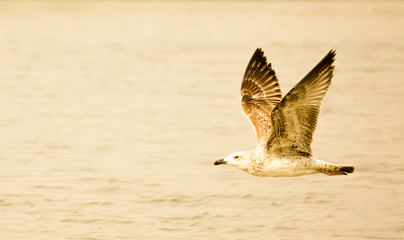 seagull flying in the sky