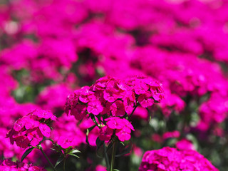 Close up pink flower in bloom.