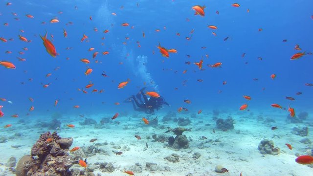 Underwater coral reef. Red sea. 4k