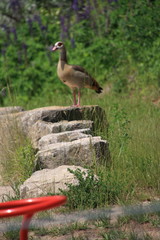 Nilgans steht auf einem Stein und schauer interessiert zu den Touristen, die die Tropfsteinhöhle, Eberstadt im Odenwald besuche,n Frühjahr 2017