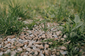 grass