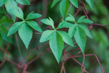 close up of a green leaf