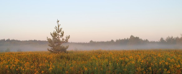 Samotny iglak drzewo na tle zamglonej łąki o poranku i wschodzie słońca. © Szymon