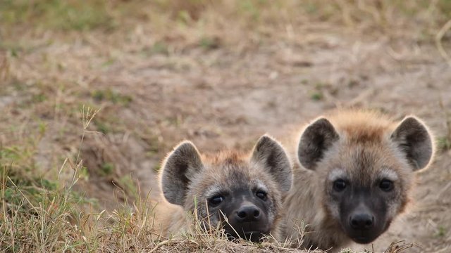 Hyena pups in the Maasai Mara in Kenya.