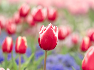 チューリップ畑
