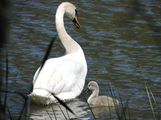 swan with chick on the lake