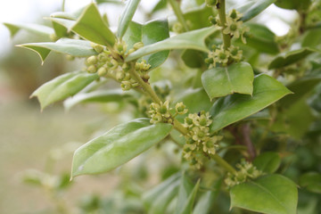 Ilex aquifolium bush in bloom, Holly tree with small pale yellow flowers on springtime