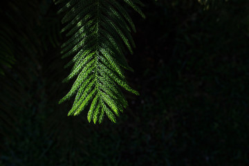 Green fern leaves isolated on dark background