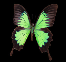 Green emperor butterfly isolated on a black background