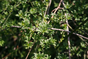 Jasminum nudiflorum bush on springtime. Winter jasmine bush in the garden

