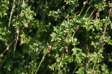 Jasminum nudiflorum bush on springtime. Winter jasmine bush in the garden
