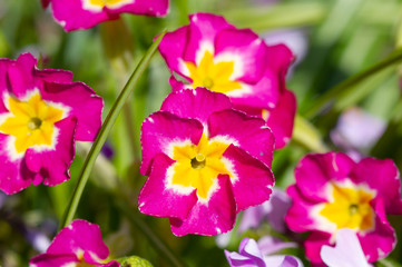 Blossom violet flowers