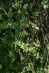 Jasminum nudiflorum bush on springtime. Winter jasmine bush in the garden
