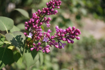 Lilac blossoms and flowers on branch in springtime. Syringa vulgaris in bloom 