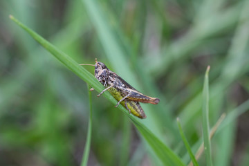 petite sauterelle sur son herbe 