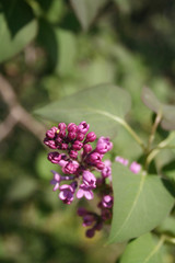 Lilac blossoms and flowers on branch in springtime. Syringa vulgaris in bloom 
