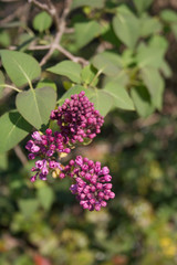 Lilac blossoms and flowers on branch in springtime. Syringa vulgaris in bloom 